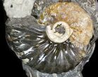 Hoploscaphites Ammonite Cluster- South Dakota #44041-1